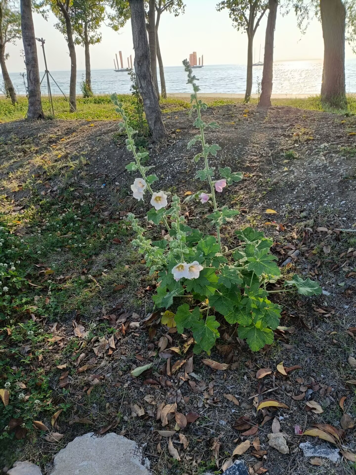 洪沢湖畔 Image 3